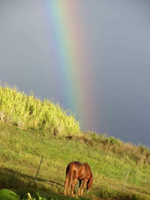 Waipio Studio Apartment Kukuihaele Luaran gambar